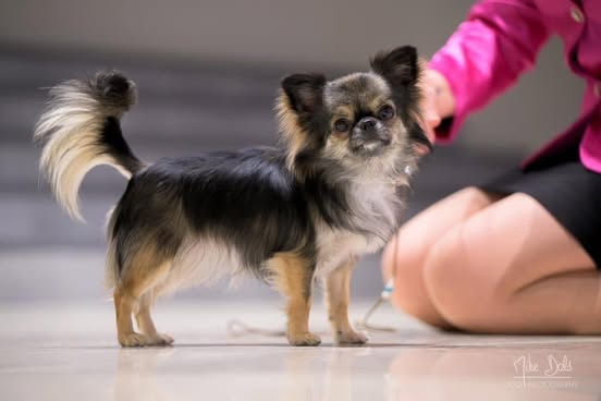 Langhåret chihuahua stilt opp i utstillingsringen
