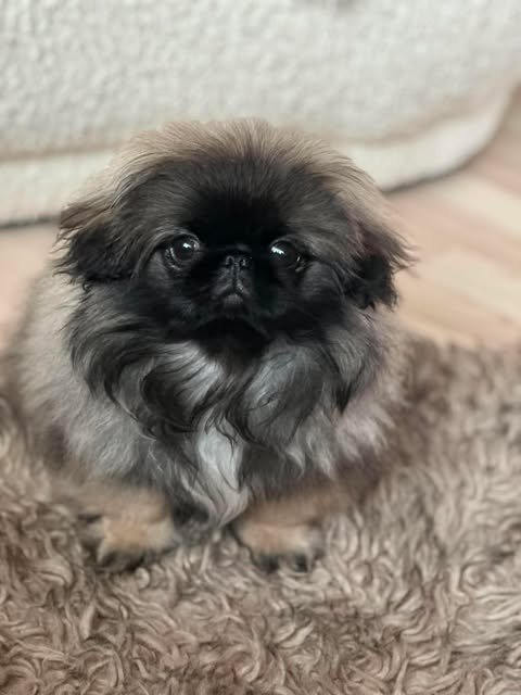 Chewie, en pekingeser med mørk maske og grå pels, sitter på et mykt teppe