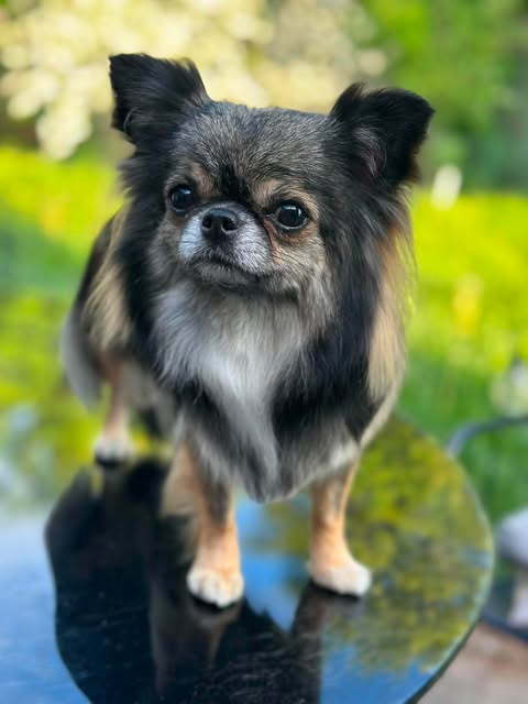 Langhåret chihuahua utendørs i grønne omgivelser om våren