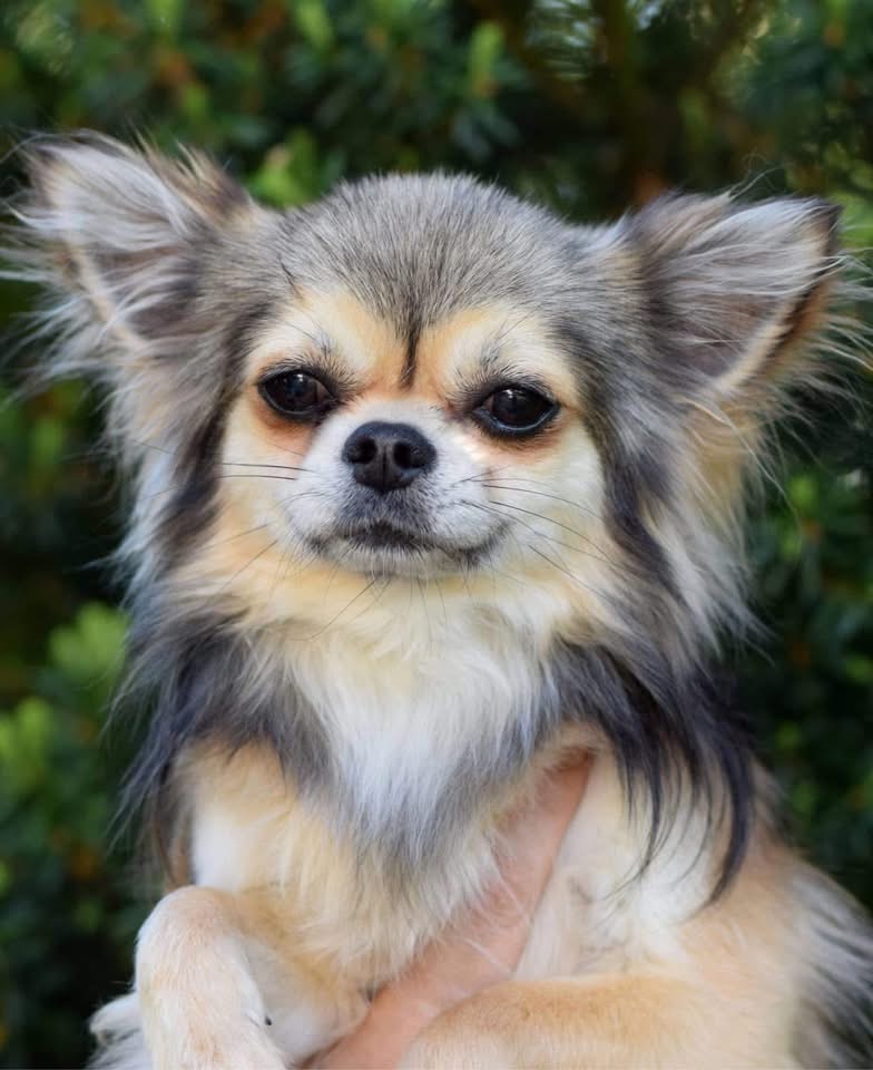 NUCH In The Zone’s Sissy That Walk – langhåret chihuahua