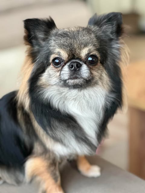 Langhåret chihuahua med sobel pels i rolig innendørs portrett
