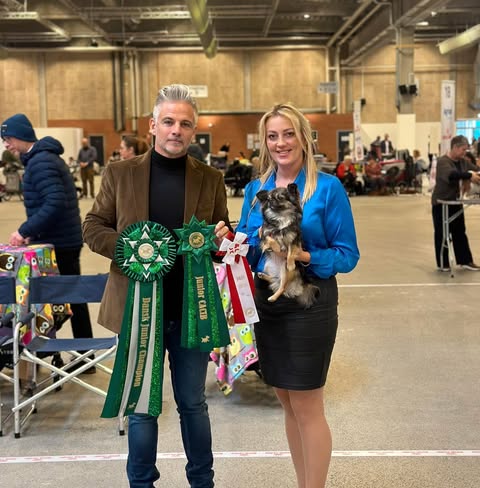 Dansk juniorchampion-rosett med chihuahua