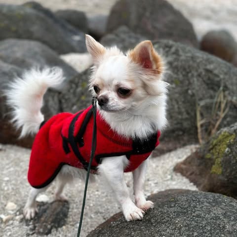 Hvit langhåret chihuahua i rød jakke på steiner ved sjøen