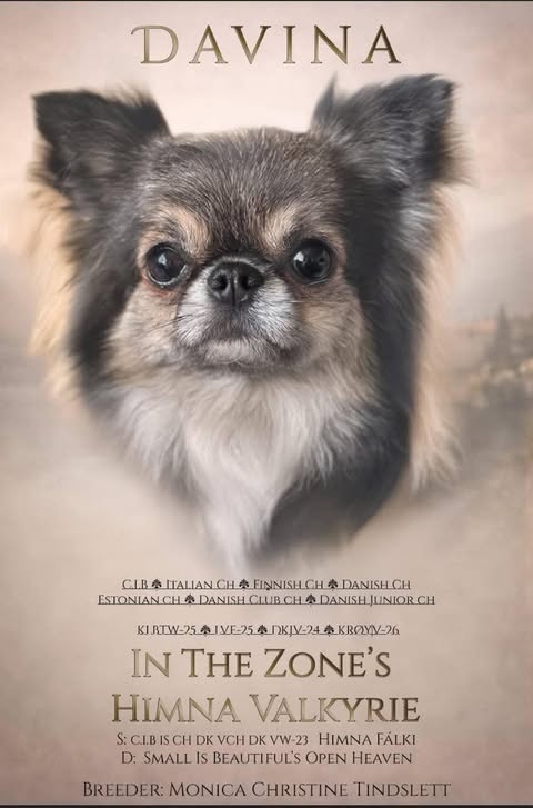 Championplakat for In The Zone's Himna Valkyrie, kalt Davina