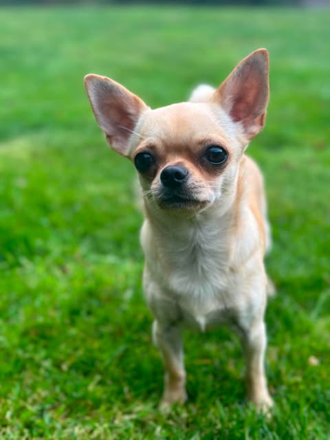 Korthåret creme chihuahua stående i gresset