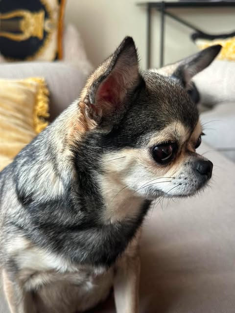 Korthåret chihuahua i blå og tan farge i profil på en lys sofa