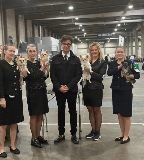 Gruppebilde med fem chihuahuaer i utstillingshallen