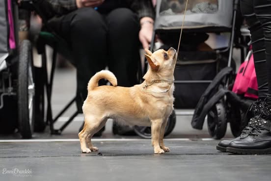 Korthåret chihuahua i profil i utstillingsringen