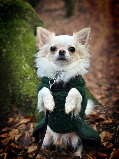 Hvit langhåret chihuahua i grønn strikkejakke i skogen