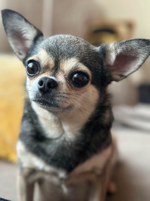 Korthåret chihuahua i grått og hvitt som ser mot kamera