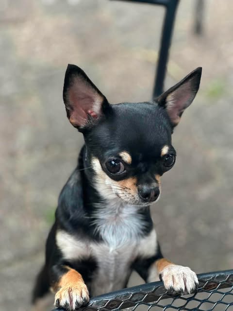 Korthåret sort og tan chihuahua på en hagestol