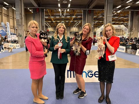 Fire utstillere med chihuahuaer i ringen