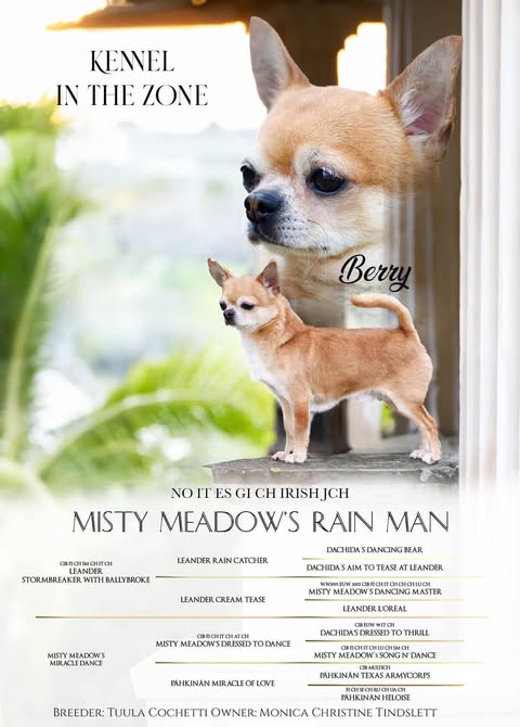 Championplakat for Misty Meadow's Rain Man, kalt Berry