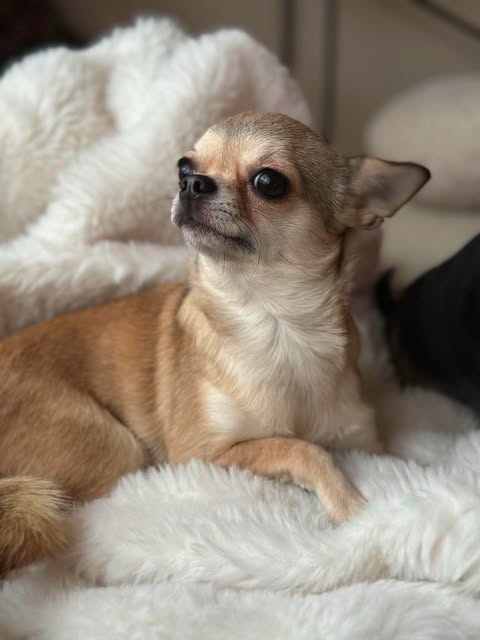 Korthåret chihuahua i creme og hvitt som hviler på et mykt teppe